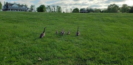 Geese